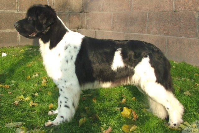 Фото: ньюфаундленд Piternyuf Prodigy (Питерньюф Продижи)