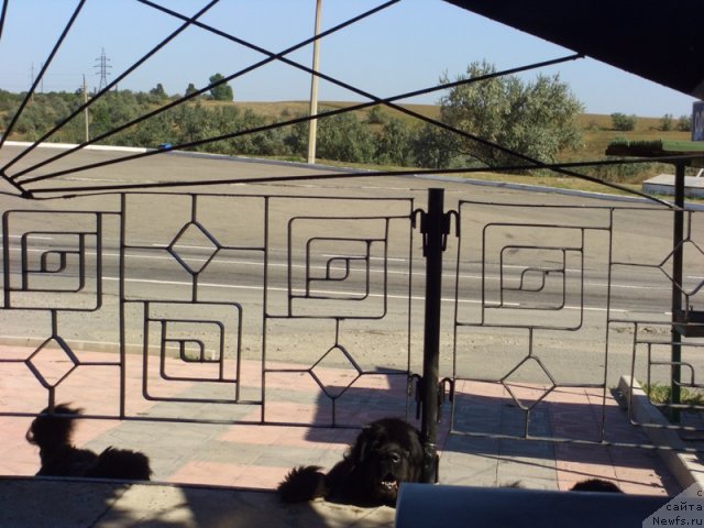 Фото: ньюфаундленд Akin Soul Sofiya (Акин Соул София)