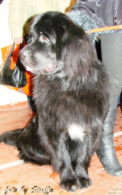 Фото: ньюфаундленд Super Premium Egipetskaya Noch' (Супер Премиум Египетская Ночь)