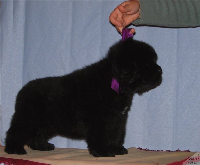 Фото: ньюфаундленд Smigar Gordon Fellow (Смигар Гордон-Феллоу)