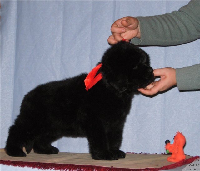 Фото: ньюфаундленд Smigar Greyt Saksyes (Смигар Грейт Саксэс)