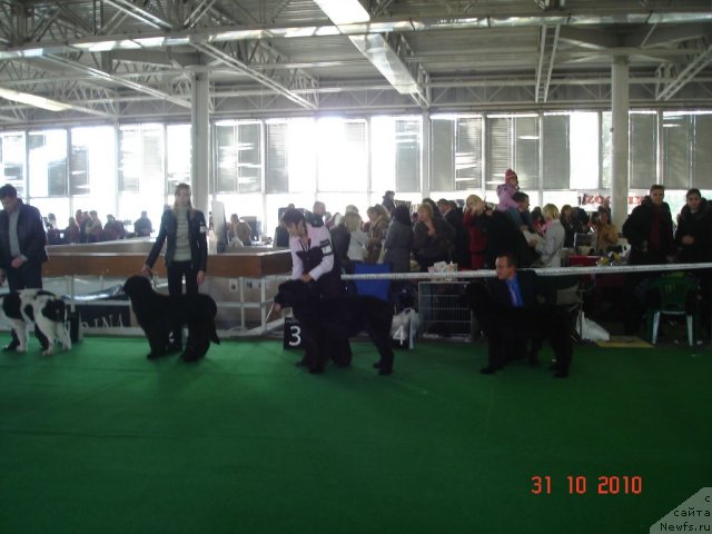 Фото: ньюфаундленд Beguschaya po Volnam Hasta la Vista (Бегущая по Волнам Хаста ла Виста), ньюфаундленд Velyke Malyatko Zapovid' Predkiv, ньюфаундленд Velyke Malyatko Zmina Stylyu