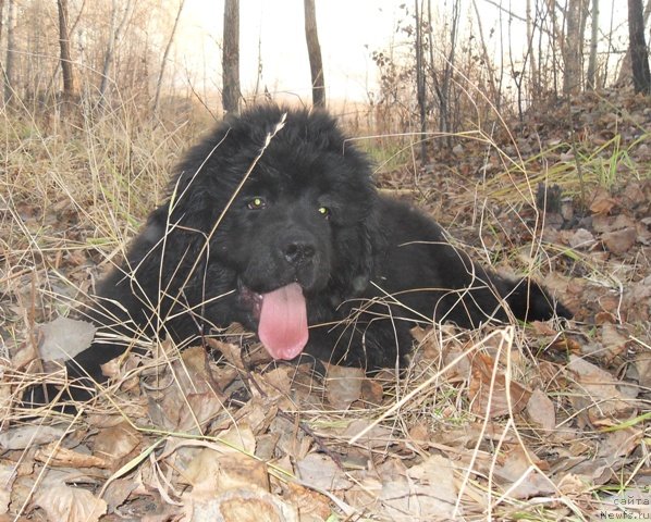 Фотография № 52633