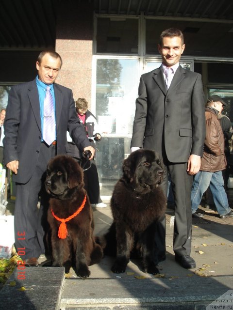 Фото: ньюфаундленд Beguschaya po Volnam Hasta la Vista (Бегущая по Волнам Хаста ла Виста), ньюфаундленд Akvatoriya Kelvin Kuindji (Акватория Келвин Куинджи)