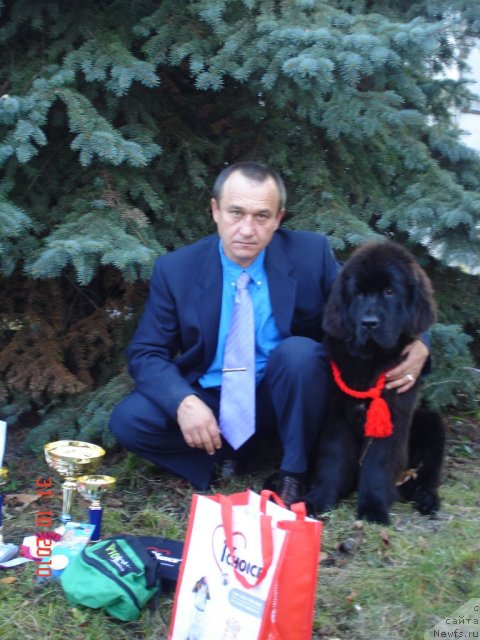 Фото: ньюфаундленд Beguschaya po Volnam Hasta la Vista (Бегущая по Волнам Хаста ла Виста)