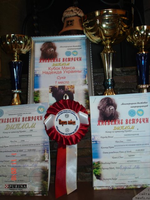 Фото: ньюфаундленд Beguschaya po Volnam Hasta la Vista (Бегущая по Волнам Хаста ла Виста)