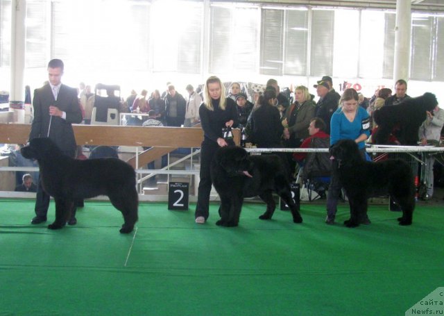 Фото: ньюфаундленд Akvatoriya Kelvin Kuindji (Акватория Келвин Куинджи)