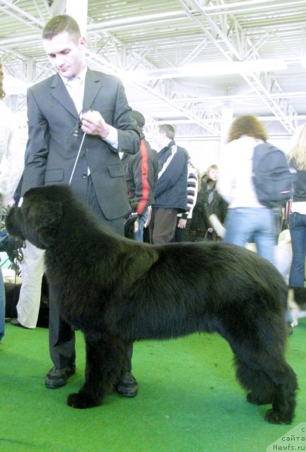 Фото: ньюфаундленд Akvatoriya Kelvin Kuindji (Акватория Келвин Куинджи)