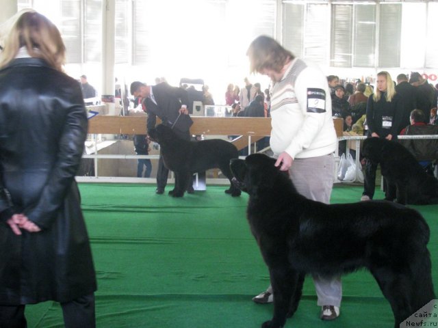 Фото: ньюфаундленд Akvatoriya Kelvin Kuindji (Акватория Келвин Куинджи)