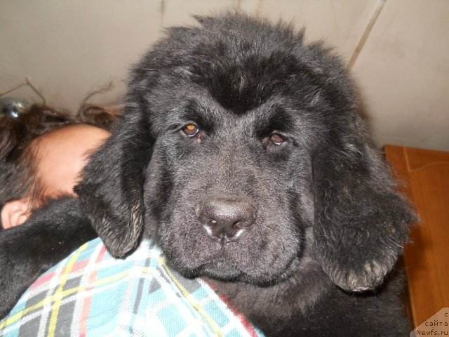 Фотография № 52663