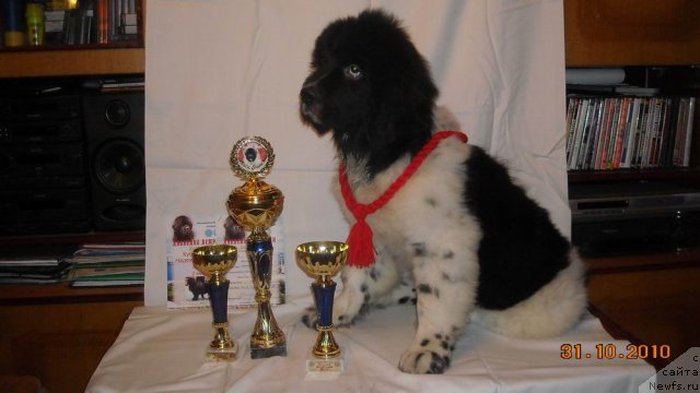 Фото: ньюфаундленд Archibald Good Win Super Mishka (Арчибальд Гуд Вин Супер Мишка)