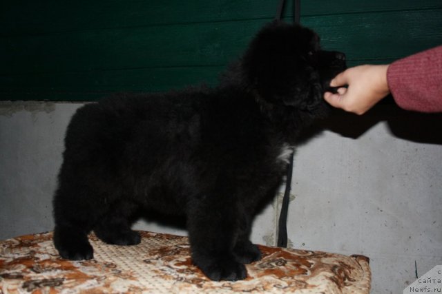 Фото: Черный Шарм Бэтмен