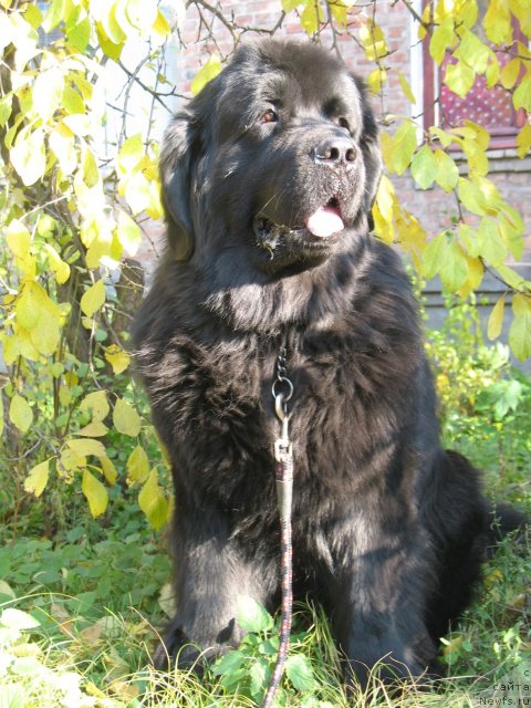 Фото: ньюфаундленд Ayvengo Viva Jeniz (Айвенго Вива Дженис)