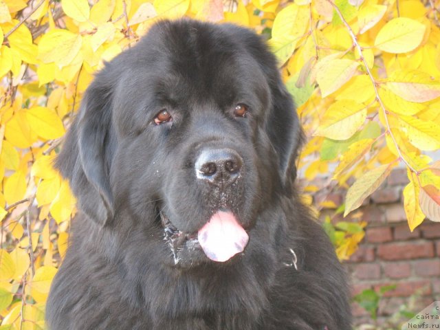 Фото: ньюфаундленд Ayvengo Viva Jeniz (Айвенго Вива Дженис)