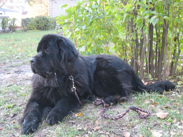 Фото: ньюфаундленд Ayvengo Viva Jeniz (Айвенго Вива Дженис)