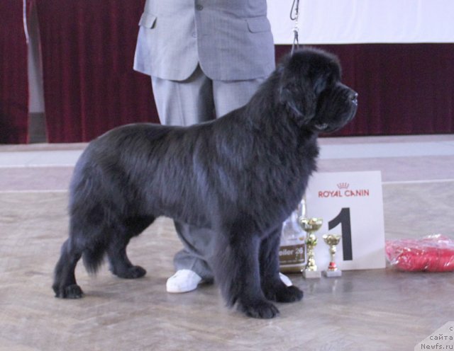 Фото: ньюфаундленд Vinces iz Medvejyego Yara Dlja Berega Dona (Винчес из Медвежьего Яра для Берега Дона)