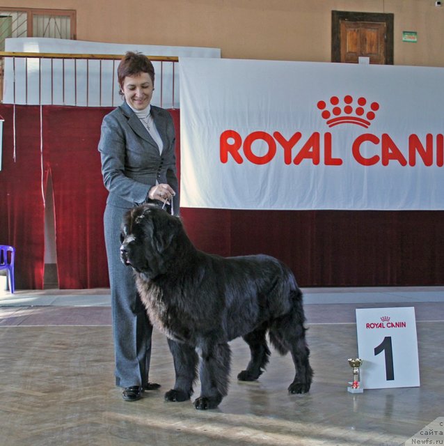 Фото: ньюфаундленд Aquatoriya Kelvin Inspirit Life (Акватория Келвин Инспирит Лайф)