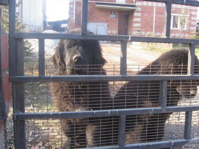 Фото: ньюфаундленд Appolon Big Boss (Апполон Биг Босс)