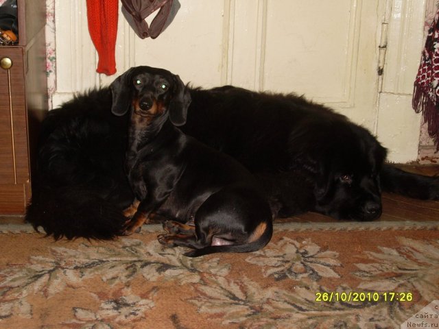 Фото: ньюфаундленд Toptyijka Drug Moy (Топтыжка Друг Мой)