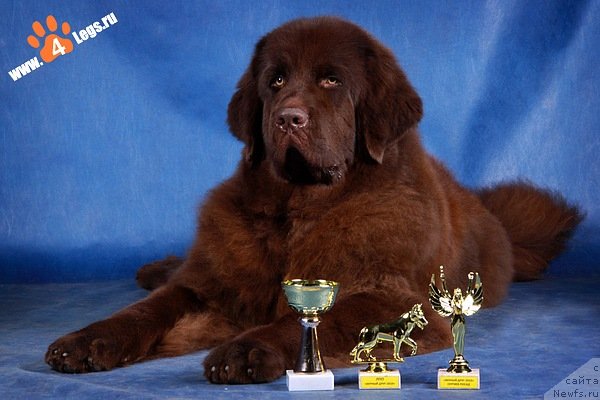 Фото: ньюфаундленд Chernyi Sharm Angel'skaya Krasota (Черный Шарм Ангельская Красота)