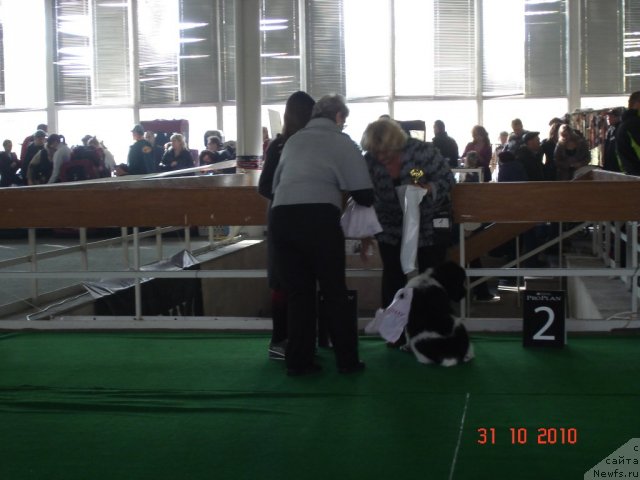 Фото: ньюфаундленд Archibald Good Win Super Mishka (Арчибальд Гуд Вин Супер Мишка)