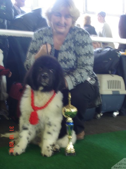 Фото: ньюфаундленд Archibald Good Win Super Mishka (Арчибальд Гуд Вин Супер Мишка)