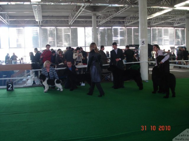 Фото: ньюфаундленд Archibald Good Win Super Mishka (Арчибальд Гуд Вин Супер Мишка), ньюфаундленд Beguschaya po Volnam Hasta la Vista (Бегущая по Волнам Хаста ла Виста), ньюфаундленд Akvatoriya Kelvin Kuindji (Акватория Келвин Куинджи), ньюфаундленд Bigbrother iz Volotova