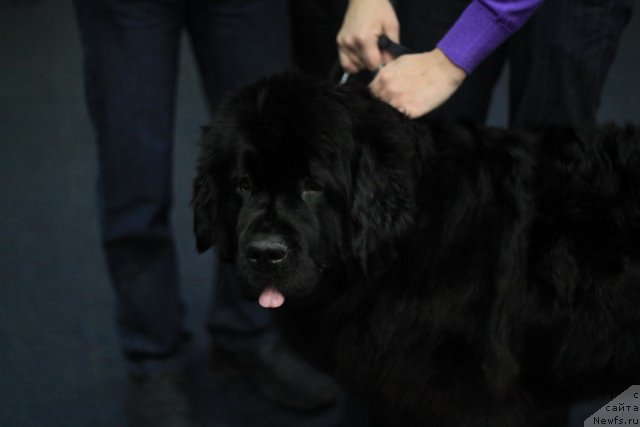 Фотография № 52785