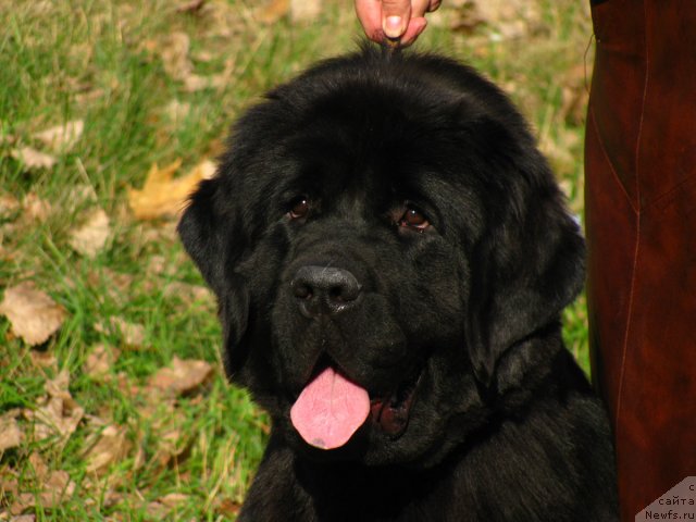 Фото: ньюфаундленд Izbrannitsa Nebes Katalina (Избранница Небес Каталина)