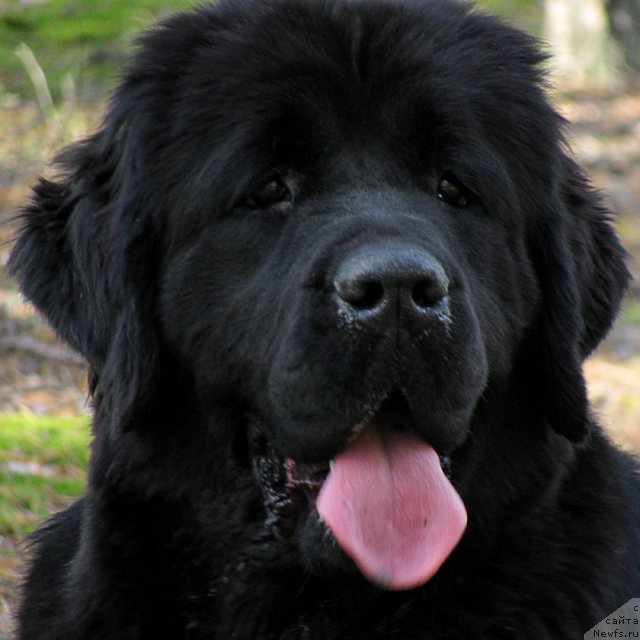 Фото: ньюфаундленд Izbrannitsa Nebes Katalina (Избранница Небес Каталина)