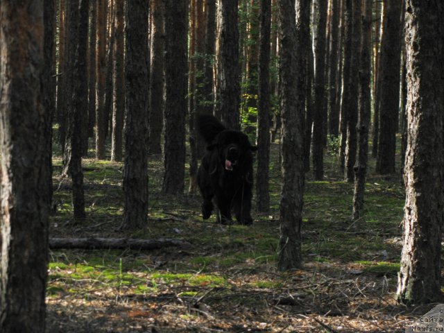 Фото: ньюфаундленд Izbrannitsa Nebes Katalina (Избранница Небес Каталина)