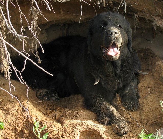 Фото: ньюфаундленд Izbrannitsa Nebes Katalina (Избранница Небес Каталина)