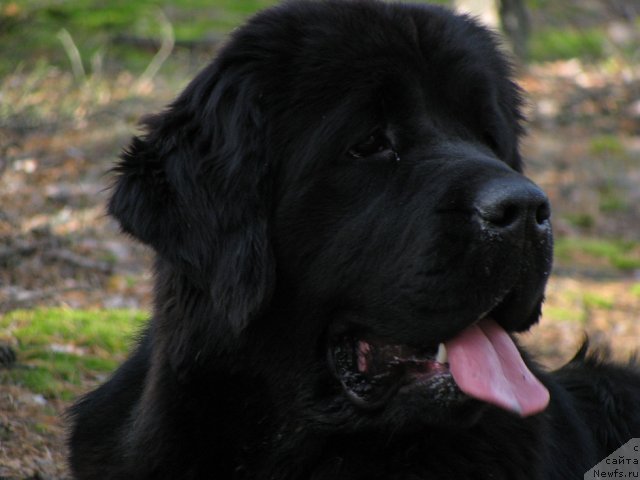 Фото: ньюфаундленд Izbrannitsa Nebes Katalina (Избранница Небес Каталина)