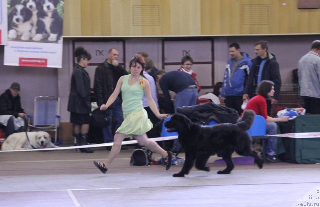 Фото: ньюфаундленд Izbrannitsa Nebes Katalina (Избранница Небес Каталина)