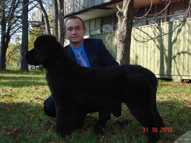 Фото: ньюфаундленд Beguschaya po Volnam Hasta la Vista (Бегущая по Волнам Хаста ла Виста)