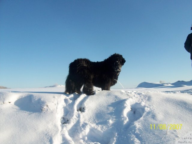 Фото: ньюфаундленд Yarada iz Sibirskoy Glubinki (Ярада из Сибирской Глубинки)