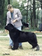 Фото: ньюфаундленд Whisperbays Impresario