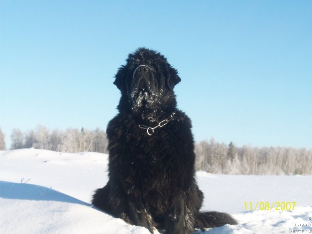Фото: ньюфаундленд Yarada iz Sibirskoy Glubinki (Ярада из Сибирской Глубинки)