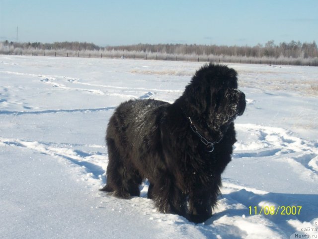 Фото: ньюфаундленд Yarada iz Sibirskoy Glubinki (Ярада из Сибирской Глубинки)
