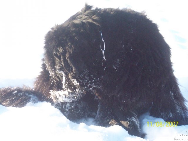 Фото: ньюфаундленд Yarada iz Sibirskoy Glubinki (Ярада из Сибирской Глубинки)