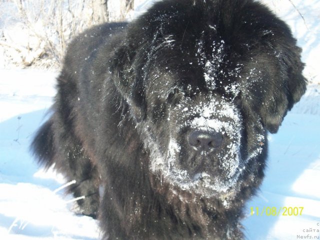 Фото: ньюфаундленд Karat iz Medvejyego Yara (Карат из Медвежьего Яра)