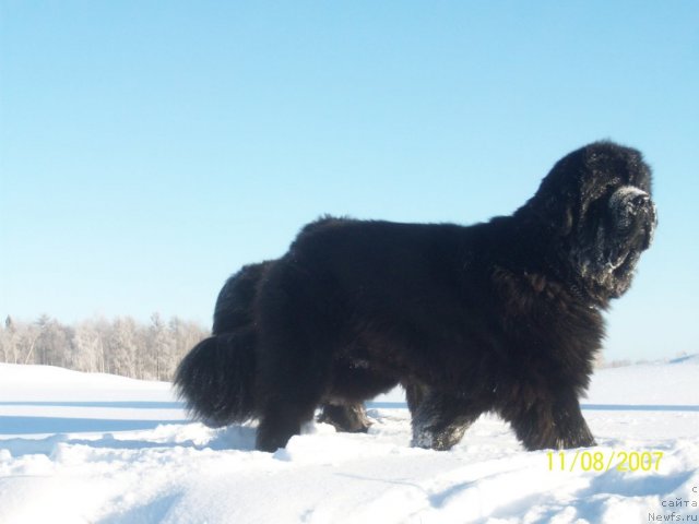 Фото: ньюфаундленд Karat iz Medvejyego Yara (Карат из Медвежьего Яра)