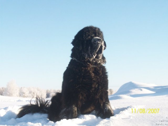 Фото: ньюфаундленд Karat iz Medvejyego Yara (Карат из Медвежьего Яра)