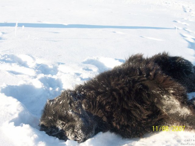 Фото: ньюфаундленд Karat iz Medvejyego Yara (Карат из Медвежьего Яра)