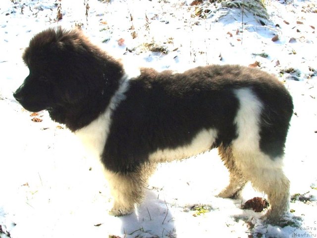 Фото: ньюфаундленд Pitern'yuf CHin-CHin (Питерньюф Чин-Чин)