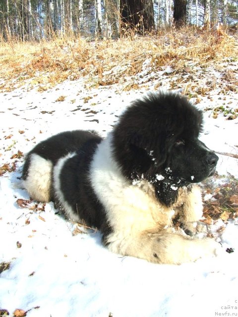 Фотография № 52824