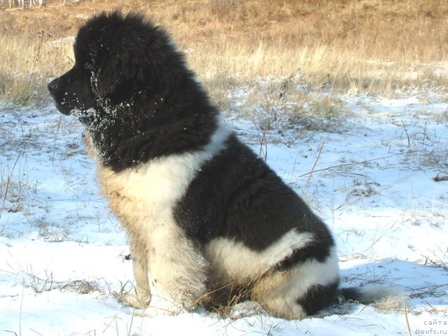 Фотография № 52826