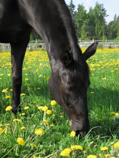 Фотография № 52848