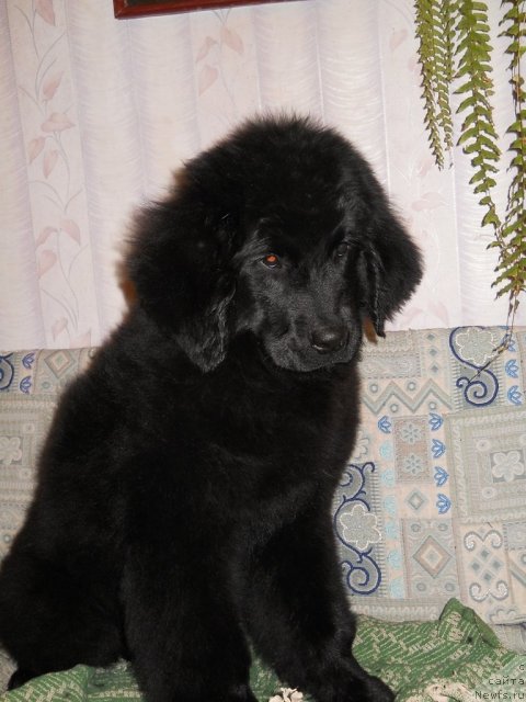 Фотография № 52856