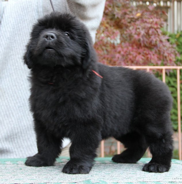 Фото: ньюфаундленд Sazha s Berega Dona (Сажа с Берега Дона)